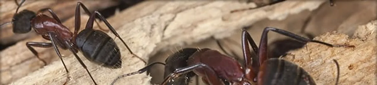 Close-up of ants on wood showing an active ant infestation in Orlando, FL