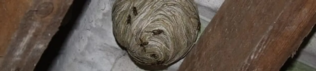 Wasp nest in an attic space, a common home infestation risk in Orlando, FL