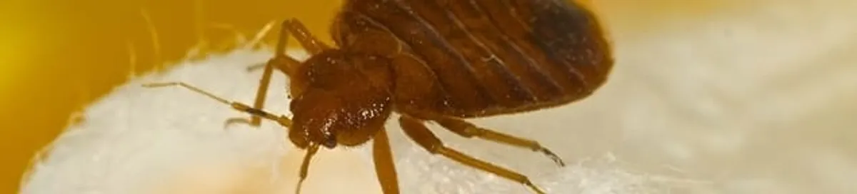 Close-up of a bed bug, a sign of an active infestation in Orlando, FL
