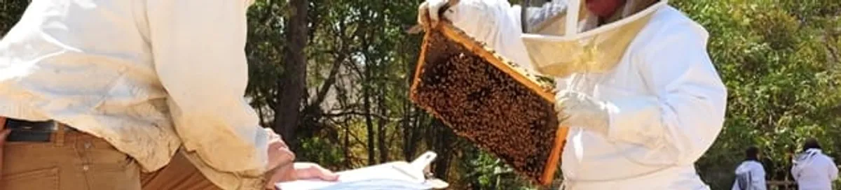 Bee removal specialists relocating a hive and honeycomb safely in Orlando, FL