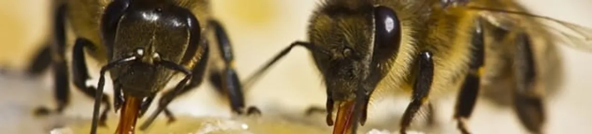 Close-up of honey bees, a sign of a nearby hive in Orlando, FL