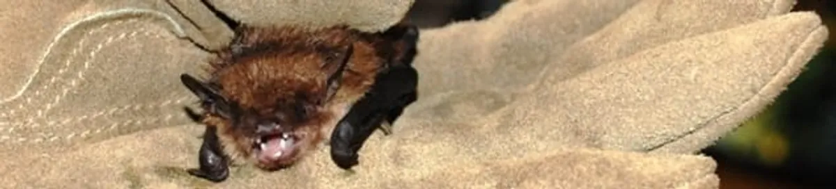 Bat removal specialist holding a bat safely during humane exclusion in Orlando, FL