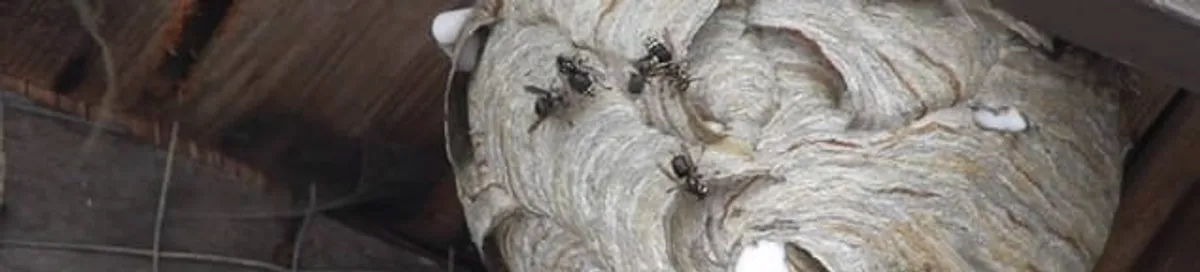 Close-up of a wasp nest with active wasps, a sign of an infestation in Orlando, FL